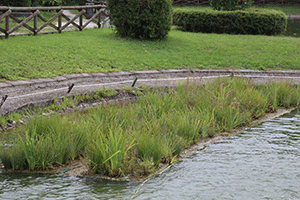 Immagine isole galleggianti artificiali vegetate al laghetto