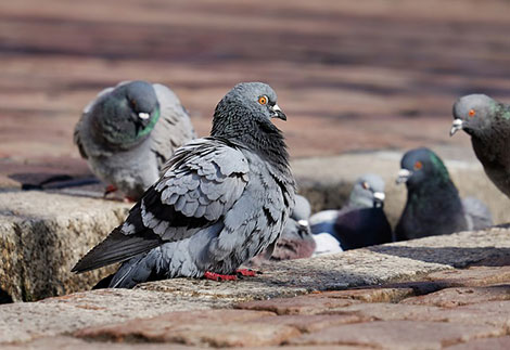 Lissone - alcuni piccioni su un marciapiede