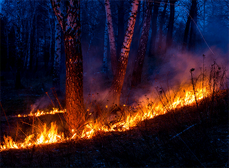Comune di Lissone - Dichiarazione periodo ad alto rischio di incendio boschivo- foto incendio in un bosco 