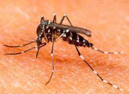 Lissone - zanzara che fa una puntura sulla pelle 