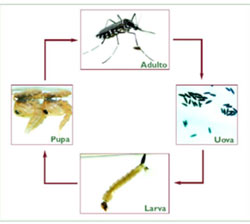 Lissone - infografica fasi sviluppo zanzara 