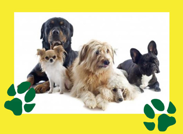 Lissone - gruppo di 4 cani nella locandina 'stop ai bocconi avvelenati'