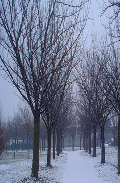 Fotografia di un Parco in inverno