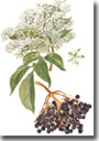 Miniatura stampa botanica Sambuco