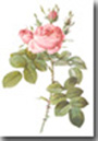 Miniatura stampa botanica Rosa
