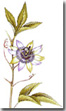 Miniatura stampa botanica Passiflora