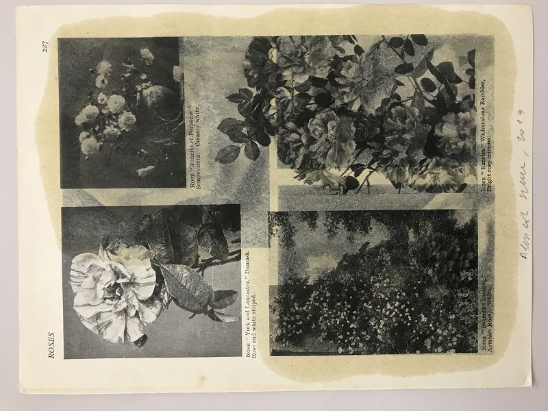 A.Spranzi, Foliage pagina 228, 2019, olio su pagina di libro, cm.24,8x18,5_retro