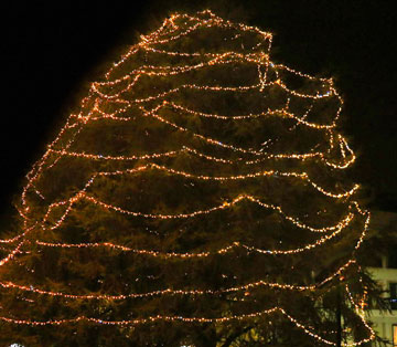 il cedro di via Paradiso illuminato nel Natale 2017
